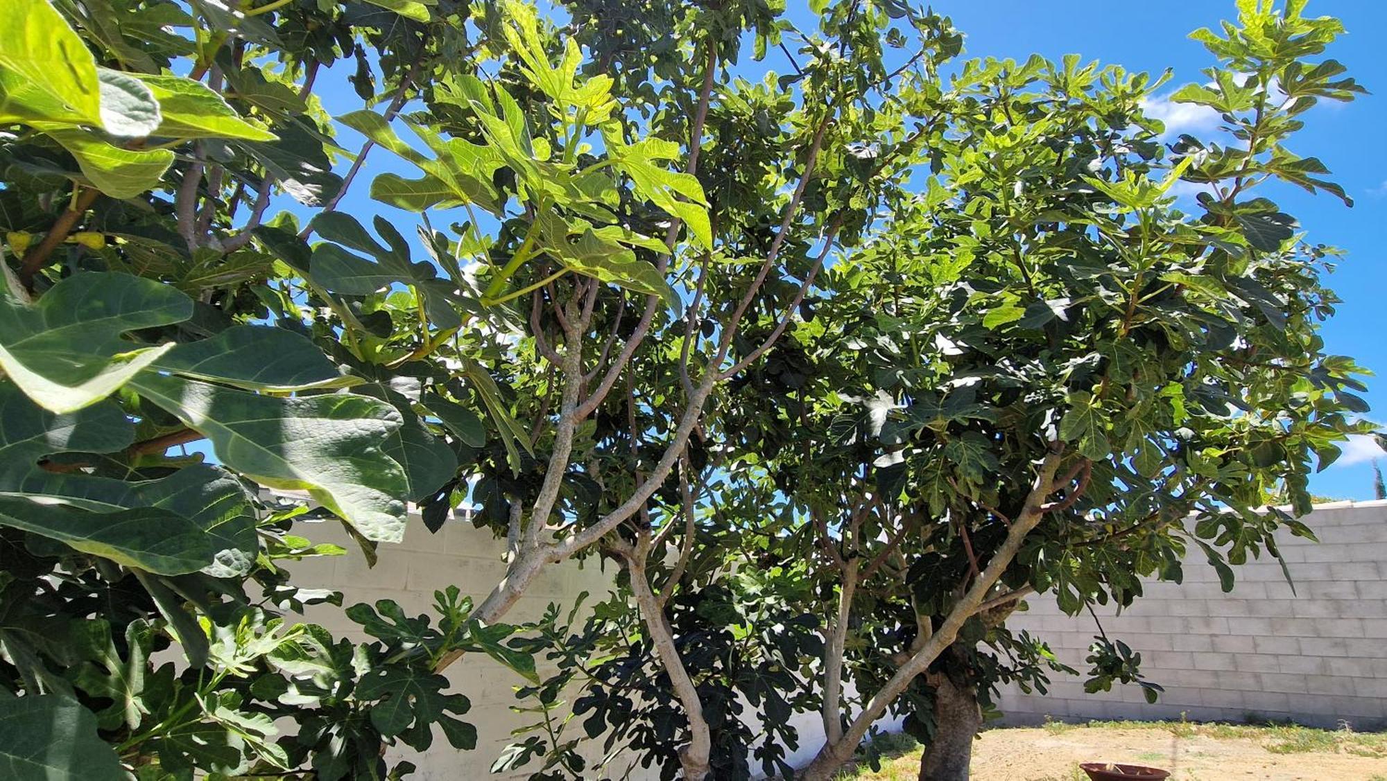 Casa Vacacional En Chiclana De La Frontera Villa Kültér fotó